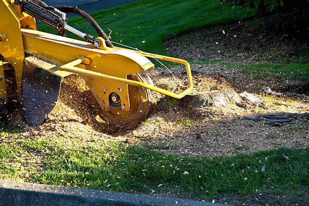 Best Lawn Renovation and Restoration  in Brunswick, GA